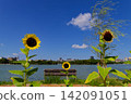 Sunflowers blooming along the pond in Ohori Park, a place of relaxation for Fukuoka citizens. 142091051
