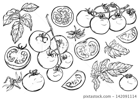 A large set of tomatoes. Vector illustration of ripe tomatoes, pieces, halves, slices, leaves, and flowers. Sketch of a flowering cherry pomidoro branch. Hand drawn doodle style. A large set of tomatoes. Vector illustration of ripe tomatoes, pieces, halves, slices, leaves, and flowers. Sketch of a flowering cherry pomidoro branch. Hand drawn doodle style. 142091114