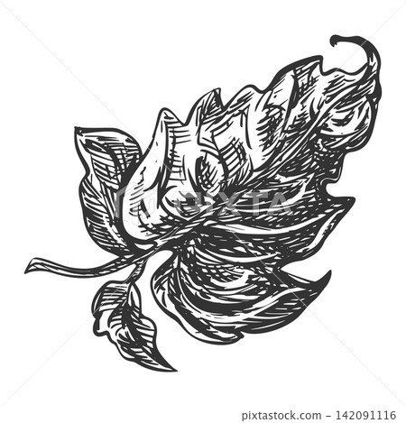 Pomidoro leaf sketch. Vector illustration of a leafy vegetable. Engraving. Sketch of a hanging tomato leaf on a white background. Hand drawn, imitating etching. Pomidoro leaf sketch. Vector illustration of a leafy vegetable. Engraving. Sketch of a hanging tomato leaf on a white background. Hand drawn, imitating etching. 142091116