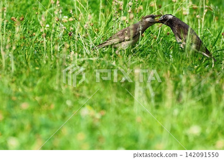 A young starling receiving food in the grass. A young starling receiving food in the grass. 142091550