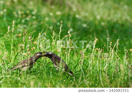 Starlings feeding their young in the grass. Starlings feeding their young in the grass. 142091551