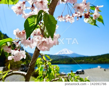 富士山、櫻花、湖泊 142091786