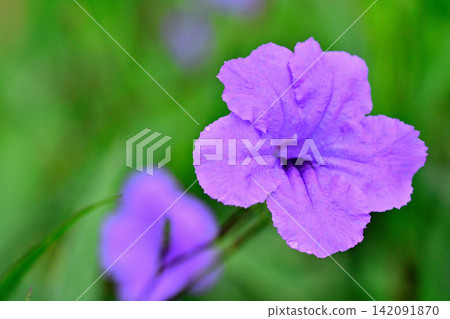 Yanagiba Ruira grass Yanagiba Ruira grass 142091870