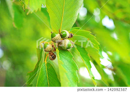 Small green oak acorns (summer, July) Small green oak acorns (summer, July) 142092387