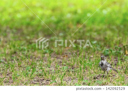 A young white wagtail standing in a green meadow. A young white wagtail standing in a green meadow. 142092529