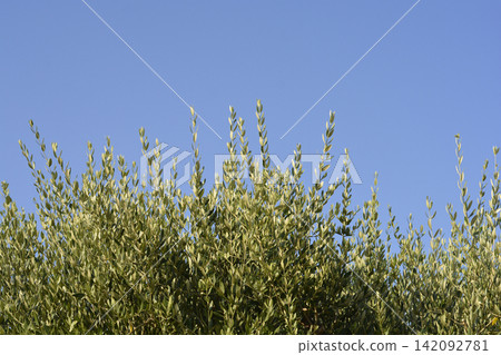 Olive Tree Branches Against Clear Blue Sky Olive Tree Branches Against Clear Blue Sky 142092781