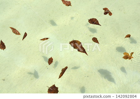 Brown autumn foliage floating on shallow water surface 142092804
