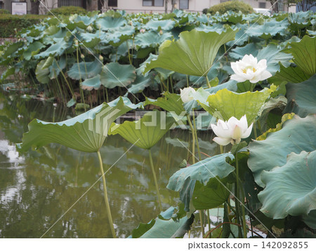 White lotus flowers and green leaves blooming in a lotus pond White lotus flowers and green leaves blooming in a lotus pond 142092855