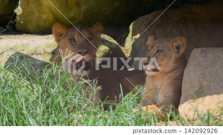 A friendly lion brother and sister in the summer shade A friendly lion brother and sister in the summer shade 142092926
