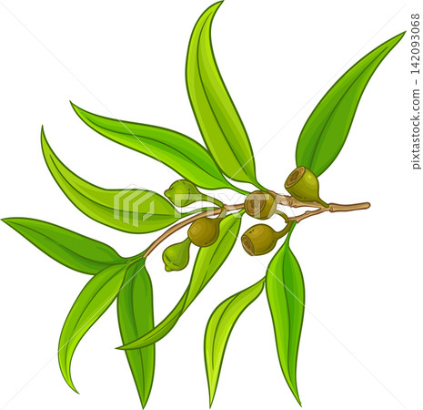 Eucalyptus Branch Colored Detailed Illustration Eucalyptus Branch Colored Detailed Illustration 142093068