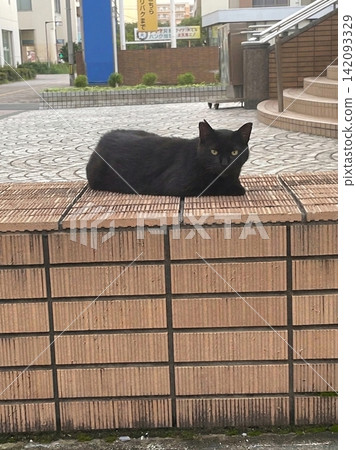 A black cat I met outside A black cat I met outside 142093329