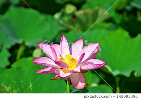 一朵粉紅色的蓮花,花瓣盛開(夏季,八月) 一朵粉紅色的蓮花,花瓣盛開(夏季,八月) 142093386