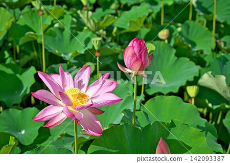 一朵粉紅色的蓮花，花瓣盛開（夏季，八月） 142093387