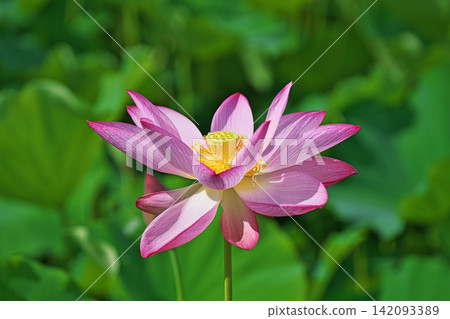 一朵粉紅色的蓮花，花瓣盛開（夏季，八月） 142093389