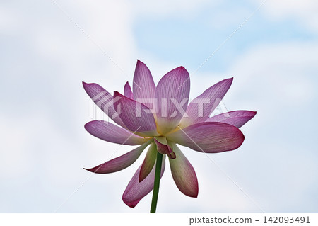 A pink lotus flower viewed from below (Summer, August) A pink lotus flower viewed from below (Summer, August) 142093491