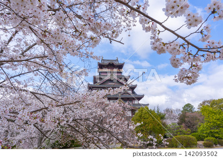 Cherry blossoms in full bloom and Fushimi Momoyama Castle Cherry blossoms in full bloom and Fushimi Momoyama Castle 142093502