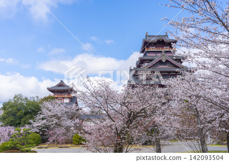 盛開的櫻花和伏見桃山城 盛開的櫻花和伏見桃山城 142093504