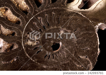 Macro mineral stone Ammonite shell on a black background Macro mineral stone Ammonite shell on a black background 142093781