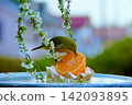 早春時節，一隻日本繡眼鳥在花園的餵鳥器裡吃橘子。 142093895
