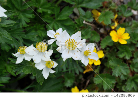 白山一枝 (Anemone narcissiflora) 和宮山金梅 (Potentilla miyabei) *地點：北岳 142093909