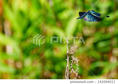 A dragonfly in flight, shining brightly in the sunlight. A dragonfly in flight, shining brightly in the sunlight. 142094011