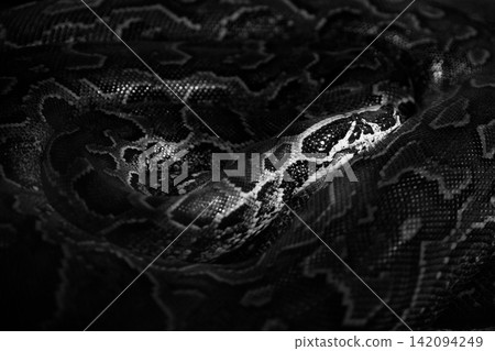 black and white image of ball python (Python regius) with distinct yellow and brown scale patterns resting in a defensive coil inside a dark hollow log terrarium habitat. black and white image of ball python (Python regius) with distinct yellow and brown scale patterns resting in a defensive coil inside a dark hollow log terrarium habitat. 142094249