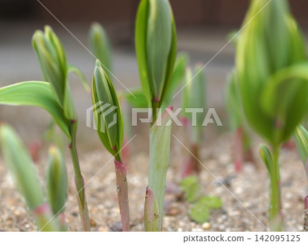 Image of young Solomon's seal leaves Image of young Solomon's seal leaves 142095125
