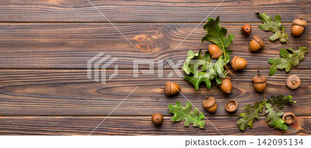 Branch with green oak tree leaves and acorns on colored background, close up top view Branch with green oak tree leaves and acorns on colored background, close up top view 142095134