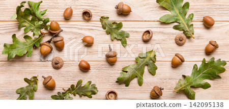 Branch with green oak tree leaves and acorns on colored background, close up top view Branch with green oak tree leaves and acorns on colored background, close up top view 142095138