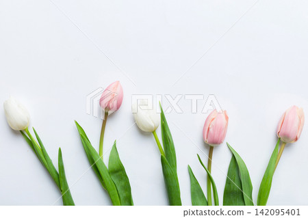 Pink and white tulips on a colored holiday frame Background. Floral spring background for March 8, birthday, mother's day. copy space top view flat lay Pink and white tulips on a colored holiday frame Background. Floral spring background for March 8, birthday, mother's day. copy space top view flat lay 142095401