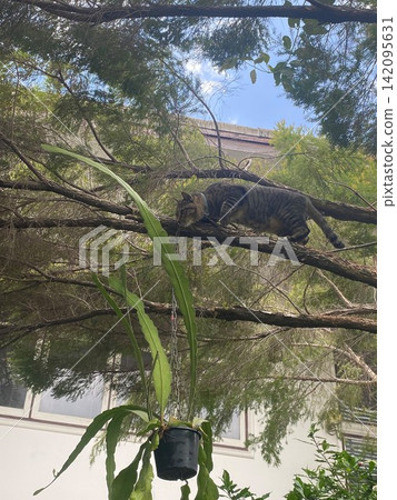 一隻虎斑貓在樹上行走 一隻虎斑貓在樹上行走 142095631