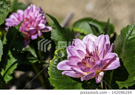 A park in midsummer, dahlias in vibrant bloom - Kawanishi Dahlia Garden, Kawanishi Town, Yamagata Prefecture A park in midsummer, dahlias in vibrant bloom - Kawanishi Dahlia Garden, Kawanishi Town, Yamagata Prefecture 142096284