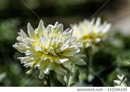 A park in midsummer, dahlias in vibrant bloom - Kawanishi Dahlia Garden, Kawanishi Town, Yamagata Prefecture A park in midsummer, dahlias in vibrant bloom - Kawanishi Dahlia Garden, Kawanishi Town, Yamagata Prefecture 142096289