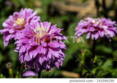 A park in midsummer, dahlias in vibrant bloom - Kawanishi Dahlia Garden, Kawanishi Town, Yamagata Prefecture 142096290