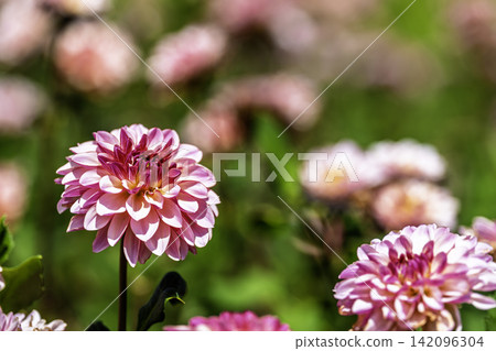 A park in midsummer, dahlias in vibrant bloom - Kawanishi Dahlia Garden, Kawanishi Town, Yamagata Prefecture A park in midsummer, dahlias in vibrant bloom - Kawanishi Dahlia Garden, Kawanishi Town, Yamagata Prefecture 142096304
