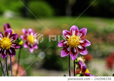 A park in midsummer, dahlias in vibrant bloom - Kawanishi Dahlia Garden, Kawanishi Town, Yamagata Prefecture 142096336