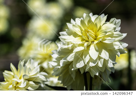A park in midsummer, dahlias in vibrant bloom - Kawanishi Dahlia Garden, Kawanishi Town, Yamagata Prefecture A park in midsummer, dahlias in vibrant bloom - Kawanishi Dahlia Garden, Kawanishi Town, Yamagata Prefecture 142096347