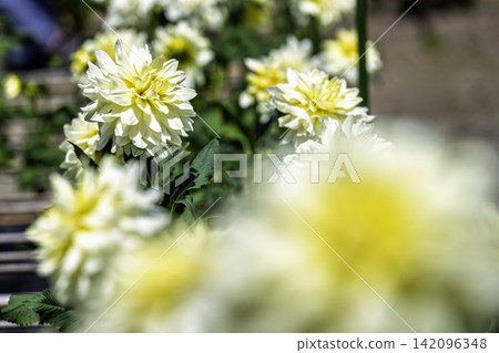 A park in midsummer, dahlias in vibrant bloom - Kawanishi Dahlia Garden, Kawanishi Town, Yamagata Prefecture A park in midsummer, dahlias in vibrant bloom - Kawanishi Dahlia Garden, Kawanishi Town, Yamagata Prefecture 142096348