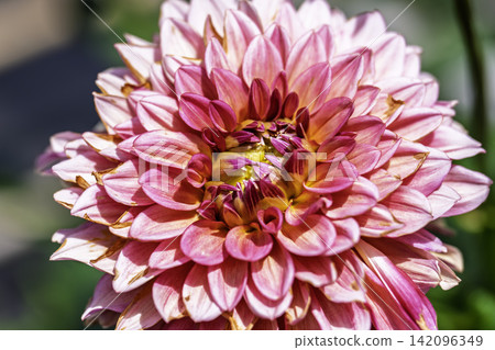 A park in midsummer, dahlias in vibrant bloom - Kawanishi Dahlia Garden, Kawanishi Town, Yamagata Prefecture A park in midsummer, dahlias in vibrant bloom - Kawanishi Dahlia Garden, Kawanishi Town, Yamagata Prefecture 142096349