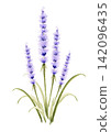 Lavender watercolor illustration | Hand-drawn botanical material 142096435