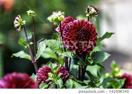 A park in midsummer, dahlias in vibrant bloom - Kawanishi Dahlia Garden, Kawanishi Town, Yamagata Prefecture 142096540