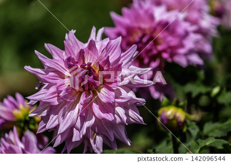 A park in midsummer, dahlias in vibrant bloom - Kawanishi Dahlia Garden, Kawanishi Town, Yamagata Prefecture A park in midsummer, dahlias in vibrant bloom - Kawanishi Dahlia Garden, Kawanishi Town, Yamagata Prefecture 142096544