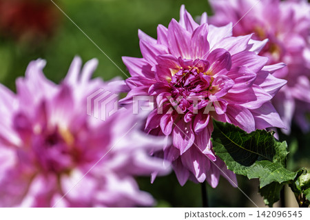 A park in midsummer, dahlias in vibrant bloom - Kawanishi Dahlia Garden, Kawanishi Town, Yamagata Prefecture A park in midsummer, dahlias in vibrant bloom - Kawanishi Dahlia Garden, Kawanishi Town, Yamagata Prefecture 142096545