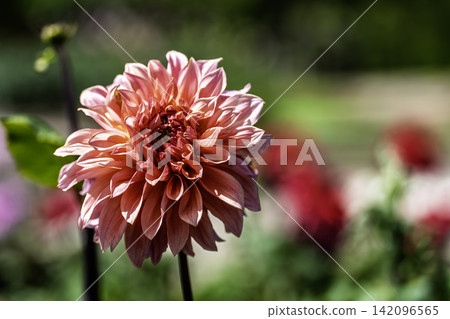 A park in midsummer, dahlias in vibrant bloom - Kawanishi Dahlia Garden, Kawanishi Town, Yamagata Prefecture A park in midsummer, dahlias in vibrant bloom - Kawanishi Dahlia Garden, Kawanishi Town, Yamagata Prefecture 142096565