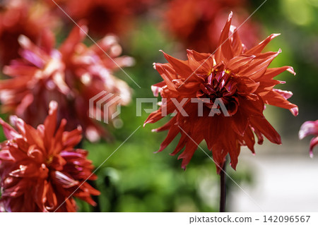 A park in midsummer, dahlias in vibrant bloom - Kawanishi Dahlia Garden, Kawanishi Town, Yamagata Prefecture A park in midsummer, dahlias in vibrant bloom - Kawanishi Dahlia Garden, Kawanishi Town, Yamagata Prefecture 142096567