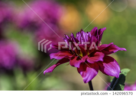 A park in midsummer, dahlias in vibrant bloom - Kawanishi Dahlia Garden, Kawanishi Town, Yamagata Prefecture 142096570