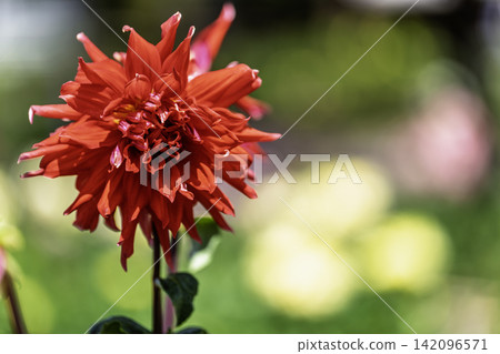 A park in midsummer, dahlias in vibrant bloom - Kawanishi Dahlia Garden, Kawanishi Town, Yamagata Prefecture A park in midsummer, dahlias in vibrant bloom - Kawanishi Dahlia Garden, Kawanishi Town, Yamagata Prefecture 142096571