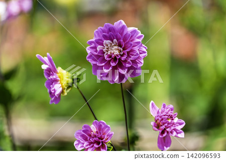 A park in midsummer, dahlias in vibrant bloom - Kawanishi Dahlia Garden, Kawanishi Town, Yamagata Prefecture A park in midsummer, dahlias in vibrant bloom - Kawanishi Dahlia Garden, Kawanishi Town, Yamagata Prefecture 142096593