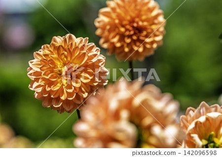 A park in midsummer, dahlias in vibrant bloom - Kawanishi Dahlia Garden, Kawanishi Town, Yamagata Prefecture A park in midsummer, dahlias in vibrant bloom - Kawanishi Dahlia Garden, Kawanishi Town, Yamagata Prefecture 142096598