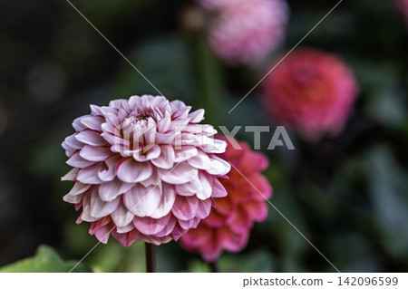 A park in midsummer, dahlias in vibrant bloom - Kawanishi Dahlia Garden, Kawanishi Town, Yamagata Prefecture A park in midsummer, dahlias in vibrant bloom - Kawanishi Dahlia Garden, Kawanishi Town, Yamagata Prefecture 142096599